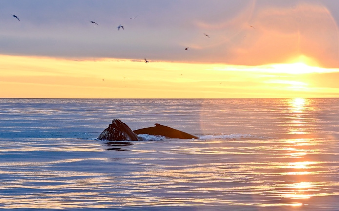 Whale surfacing in the ocean at sunset near Reykjavík.