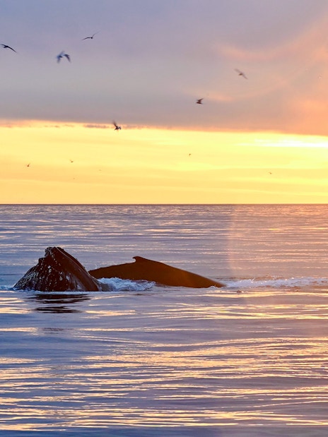 Whale surfacing in the ocean at sunset near Reykjavík.