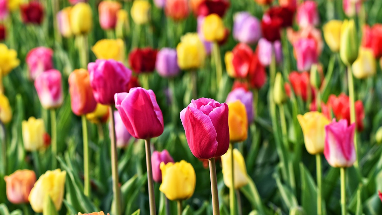 keukenhof tickets