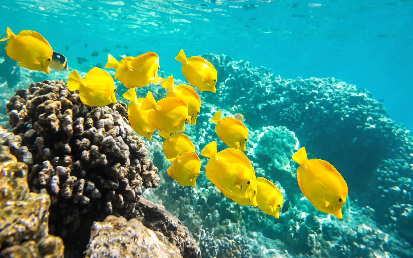 Yellow Tang fish swimming near coral reef in Waikoloa, Big Island snorkeling tour.
