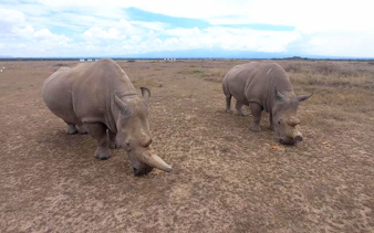 Two rhinos grazing at Ol Pejeta Conservancy, Kenya.