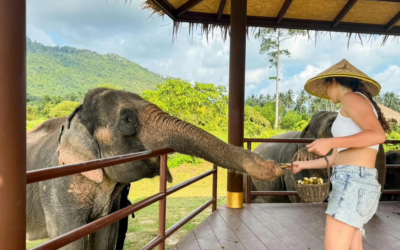 Woman feeding elephant at Samui Elephant Conservation, Koh Samui.