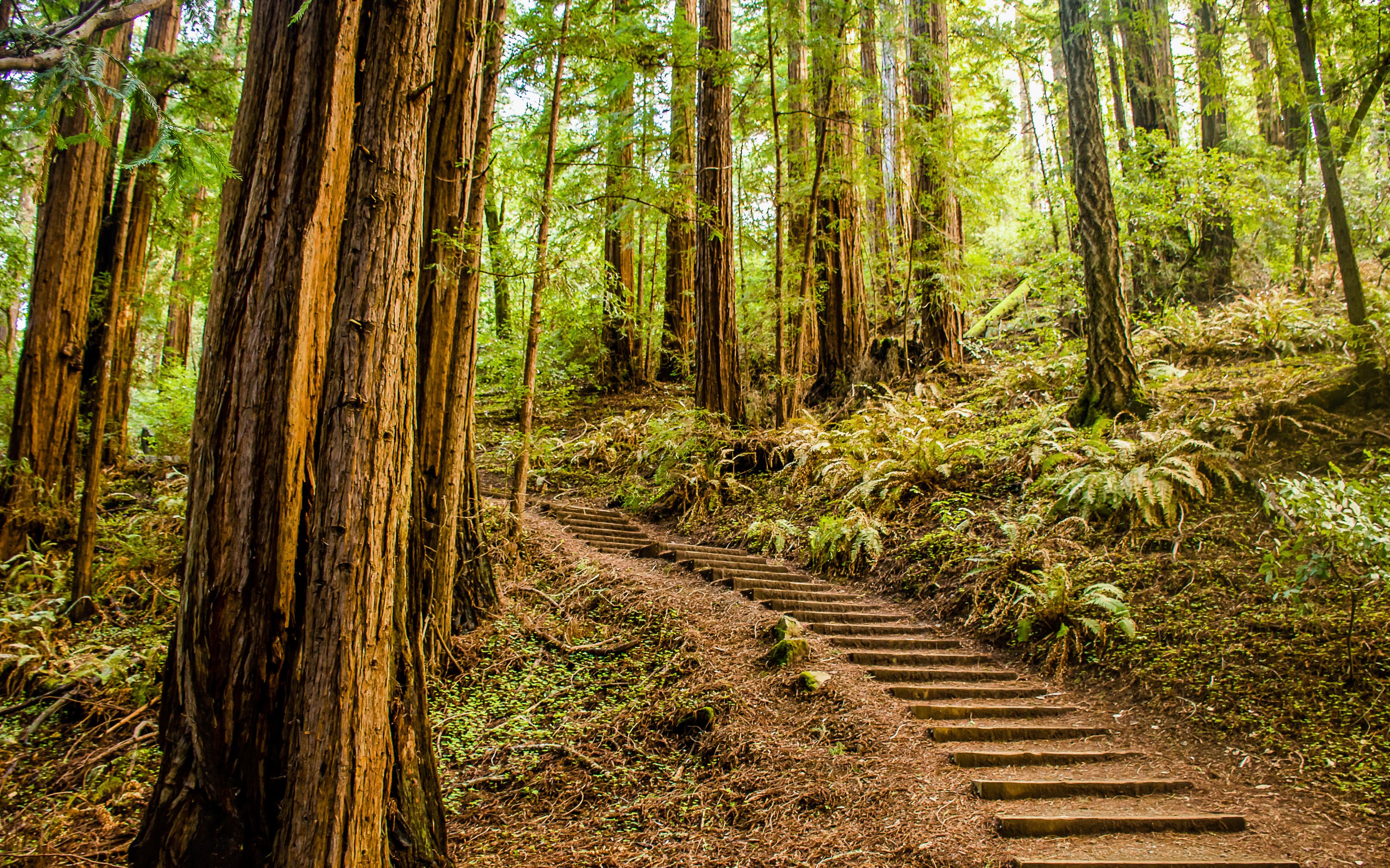 Trail through towering redwoods in Muir Woods National Monument.