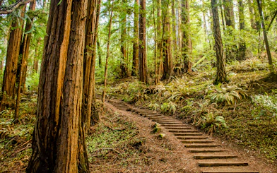 Trail through towering redwoods in Muir Woods National Monument.