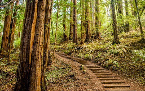 Trail through towering redwoods in Muir Woods National Monument.