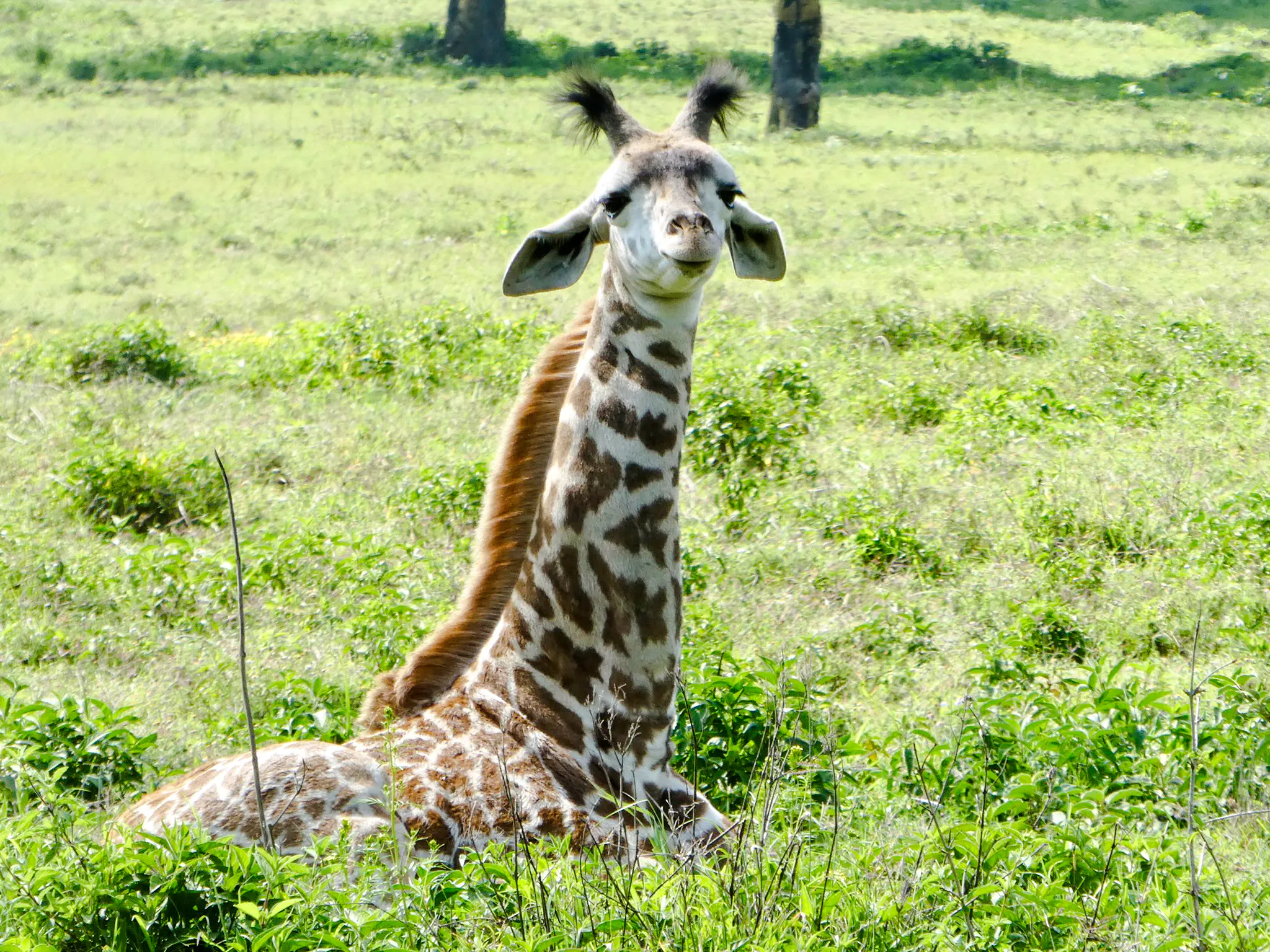 Giraffe resting in lush greenery at Giraffe Centre, Nairobi city tour.