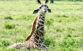 Giraffe resting in lush greenery at Giraffe Centre, Nairobi city tour.