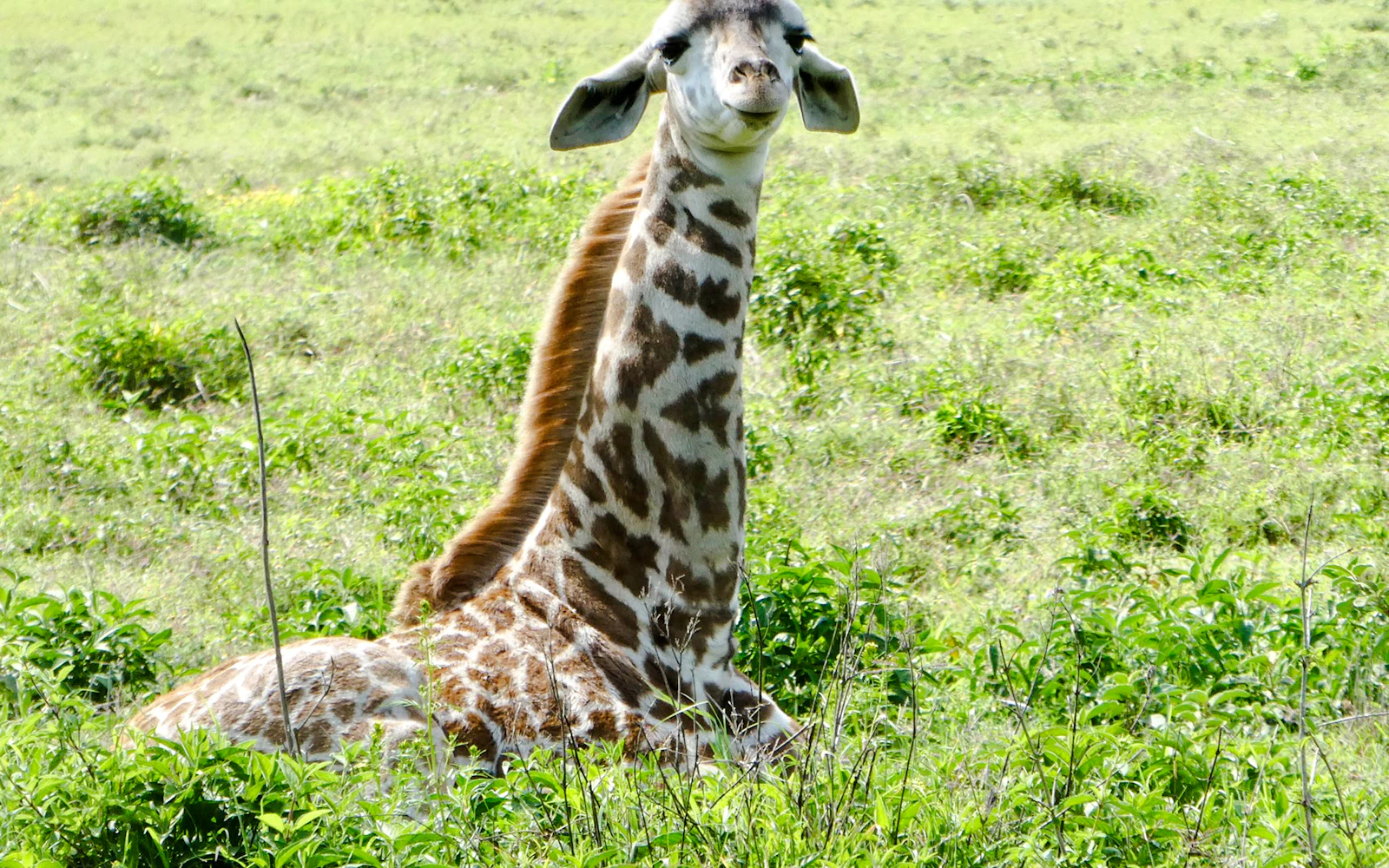 Nairobi City Tour with Giraffe Centre Entry (Product 56428)