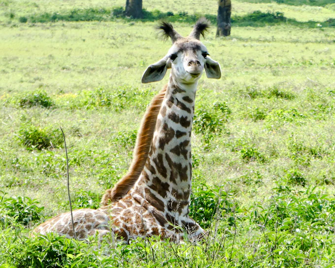 Nairobi City Tour with Giraffe Centre Entry (Product 56428)