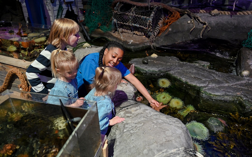 Guests interacting with sea creatures at SEA LIFE Birmingham touch pool.