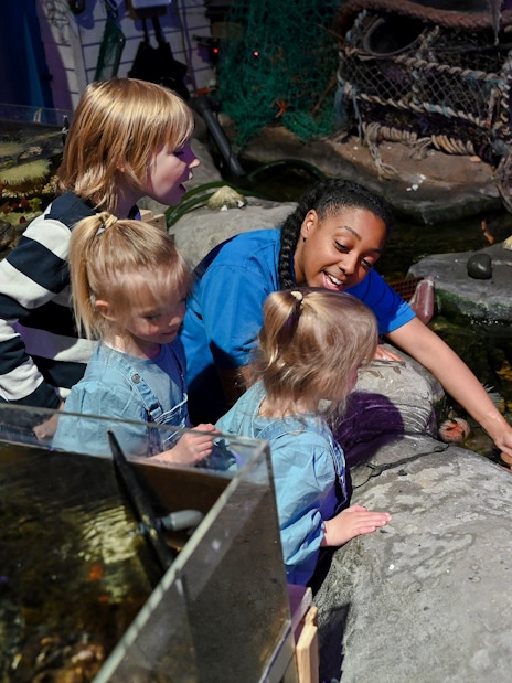 Guests interacting with sea creatures at SEA LIFE Birmingham touch pool.