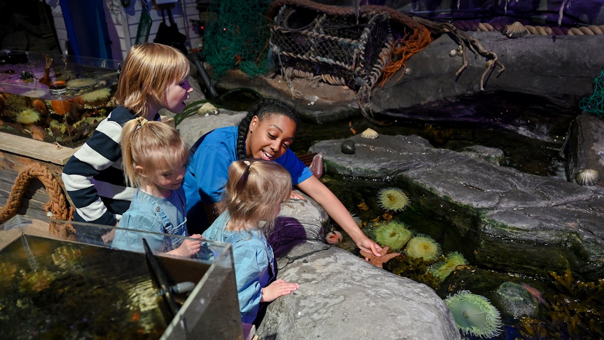 Guests interacting with sea creatures at SEA LIFE Birmingham touch pool.