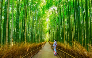 Bosque de Bambú de Arashiyama: Excursiones y visitas guiadas