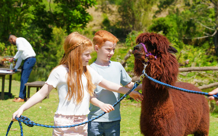 Children petting a brown alpaca at O'Reilly's Rainforest Retreat, Lamington National Park.