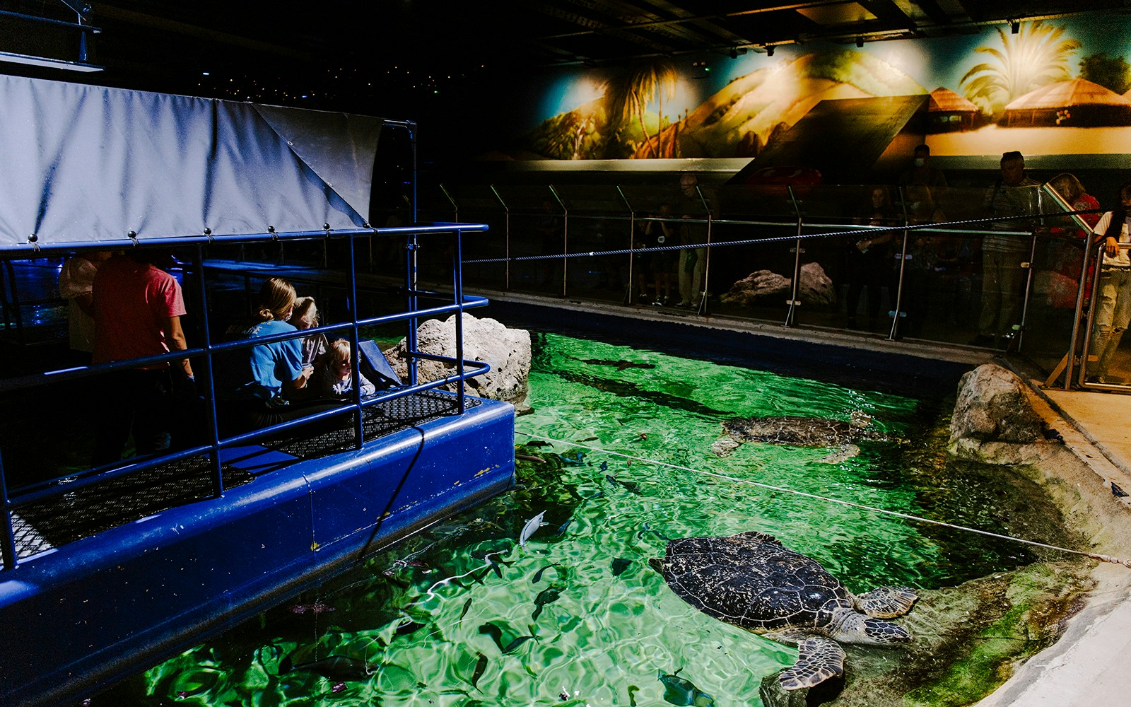 Guests observing sea turtles at SEA Life Brighton.