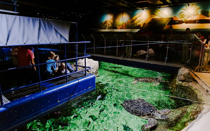 Guests observing sea turtles at SEA Life Brighton.