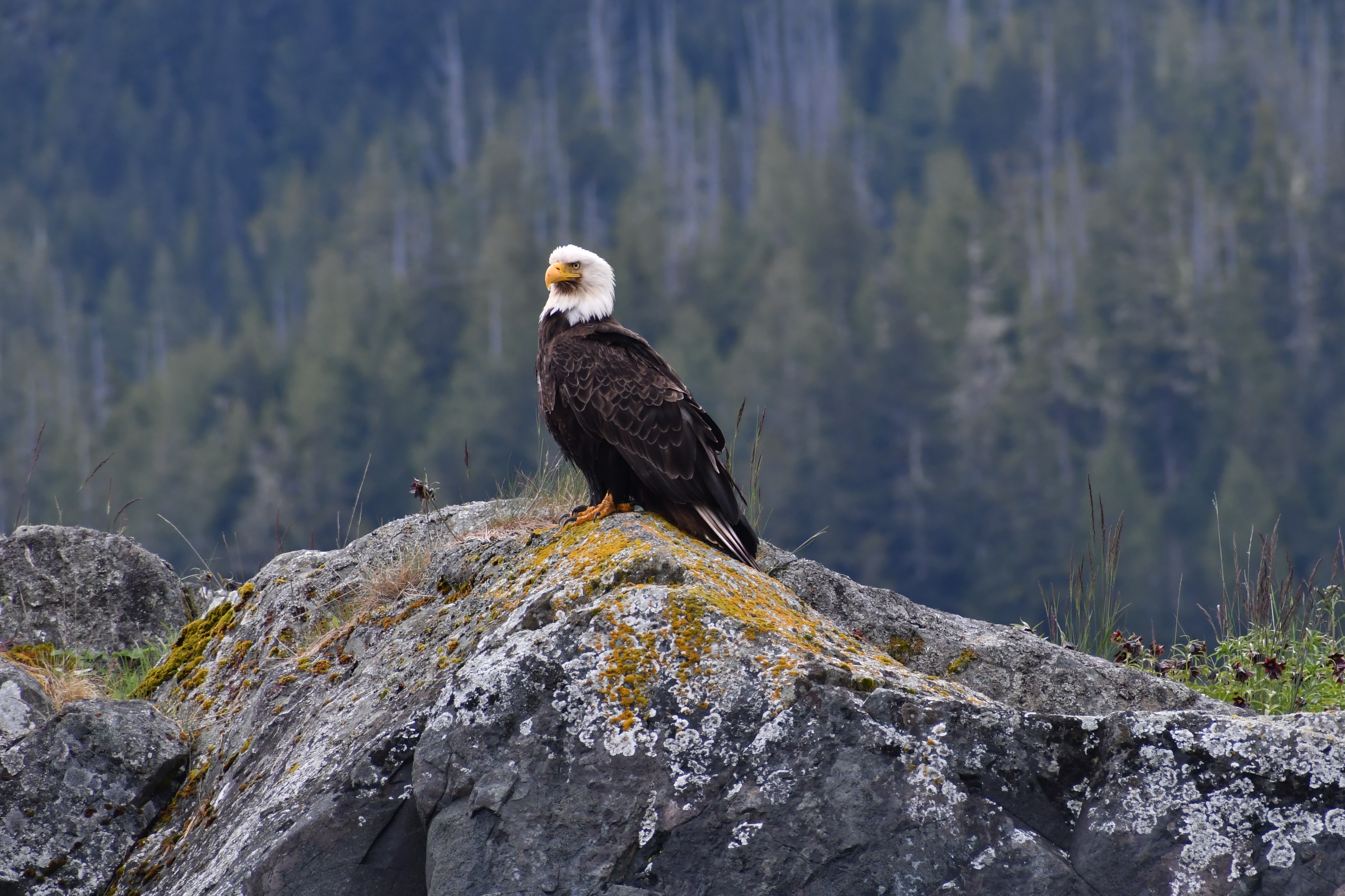 Bald eagle perched on a rock during Vancouver Whale Watching Tour.