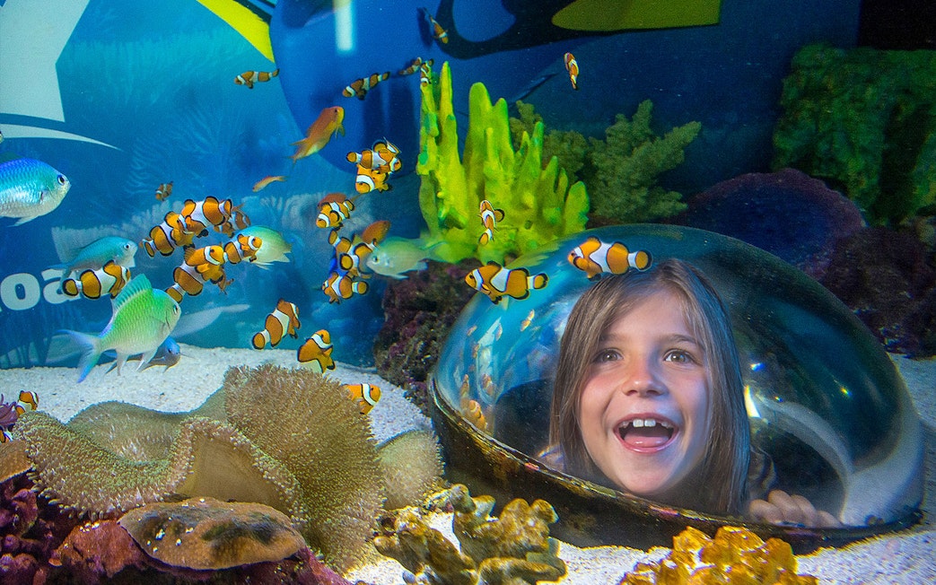 Child observing clownfish in aquarium at SEA LIFE Sunshine Coast.