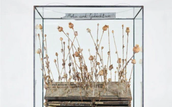 Dried poppy stems in a glass case at Anselm Kiefer exhibition, Casa Mila, Barcelona.