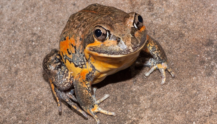 Banjo frog, also known as Pobblebonk, on a sandy surface.