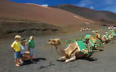 Camels resting at Echadero de los Camellos, Timanfaya National Park, Lanzarote Island.