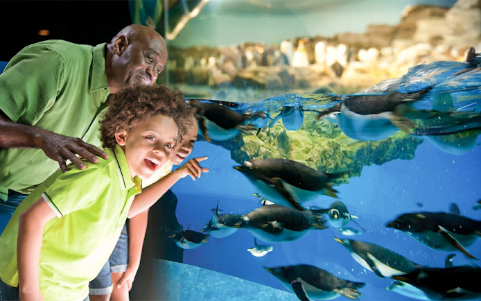 Visitors enjoying penguin exhibit at SeaWorld San Diego.