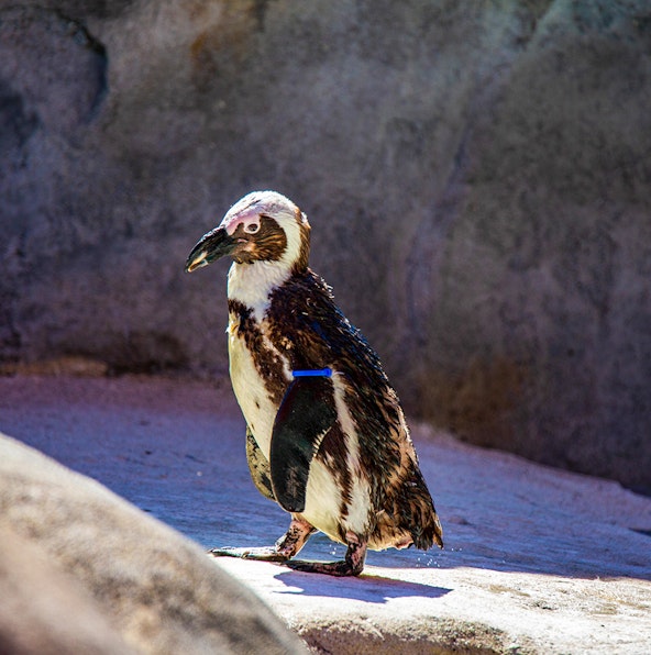 Georgia Aquarium parking information & tips