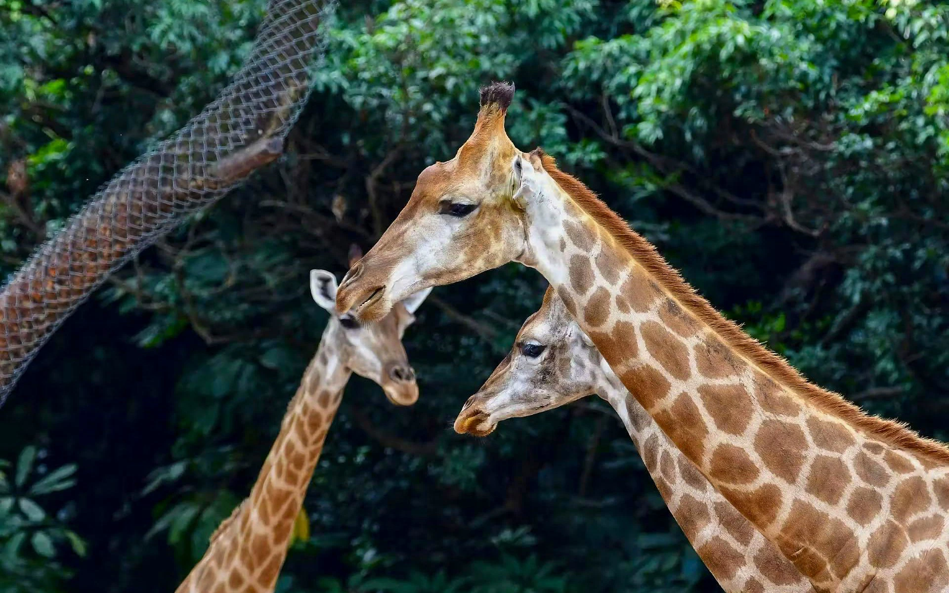 Giraffes 