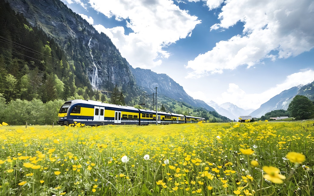 Train traveling through yellow flower fields towards Grindelwald First, Switzerland.