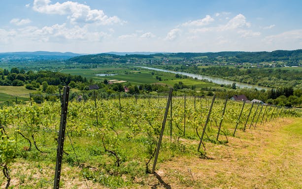 Vineyards in Chodorowa, Poland with river and hills in the background.