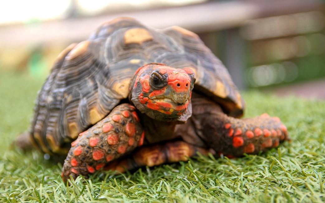 Turtle on grass at Everglades Holiday Park.