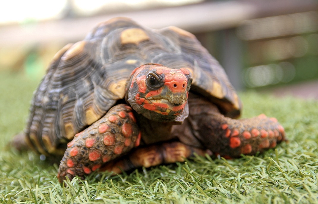 Turtle on grass at Everglades Holiday Park.