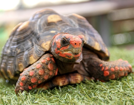 Turtle on grass at Everglades Holiday Park.