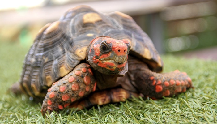 Turtle on grass at Everglades Holiday Park.