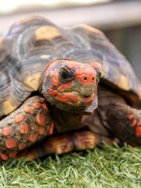 Turtle on grass at Everglades Holiday Park.