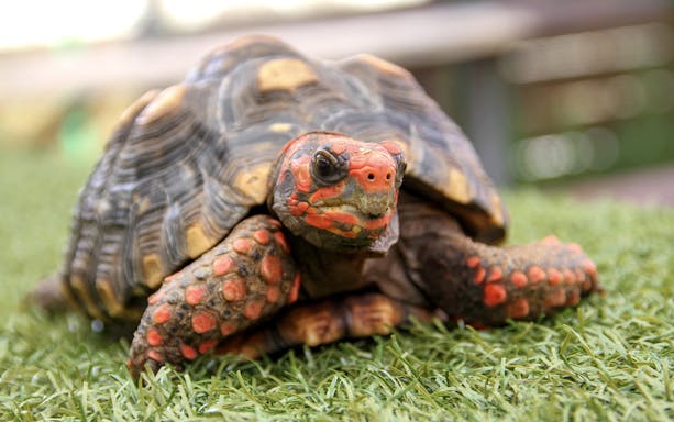Turtle on grass at Everglades Holiday Park.