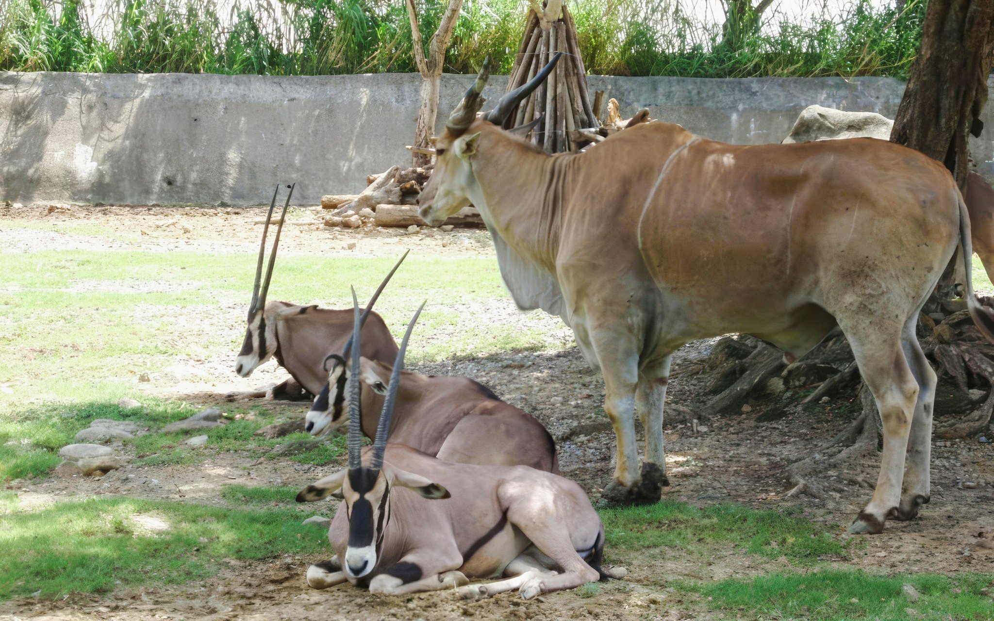 Antelopes resting under a tree at Taipei Zoo.