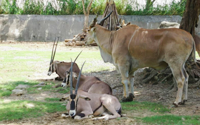 Antelopes resting under a tree at Taipei Zoo.