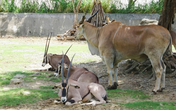 Antelopes resting under a tree at Taipei Zoo.
