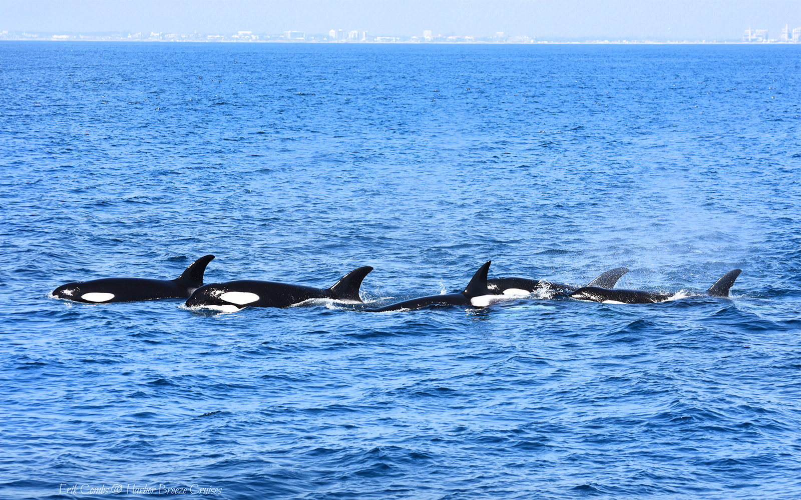 Orcas swimming in the ocean during a Los Angeles whale watching tour.