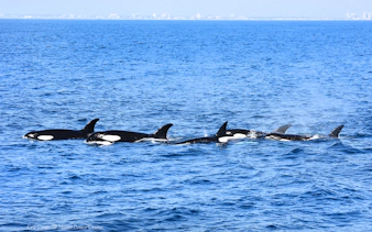 Orcas swimming in the ocean during a Los Angeles whale watching tour.