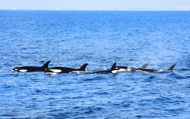 Orcas swimming in the ocean during a Los Angeles whale watching tour.