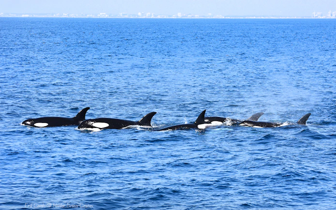 Orcas swimming in the ocean during a Los Angeles whale watching tour.