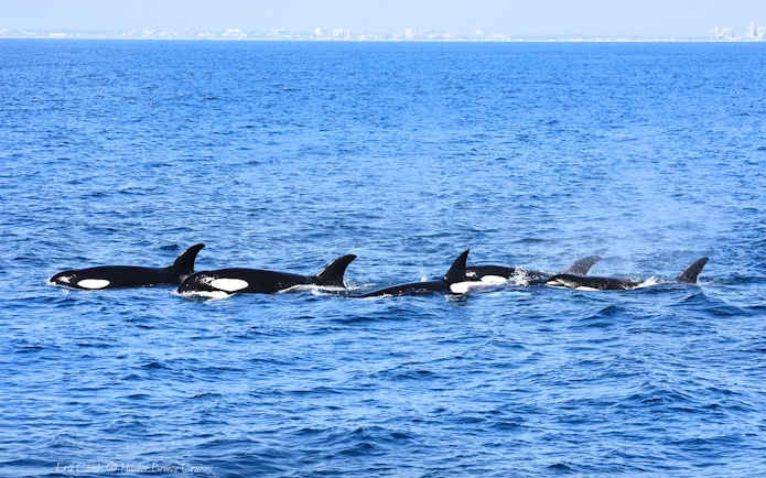 Orcas swimming in the ocean during a Los Angeles whale watching tour.