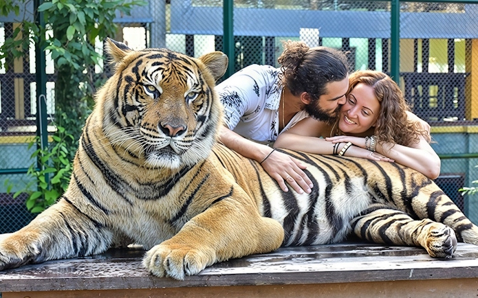 Couple embraces while petting a tiger at Tiger Kingdom experience.