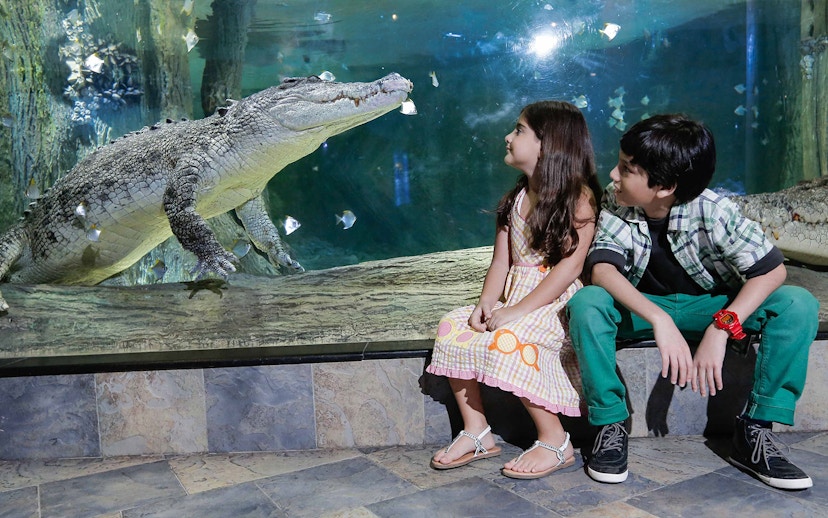 Children observing a crocodile at Dubai Aquarium and Underwater Zoo.