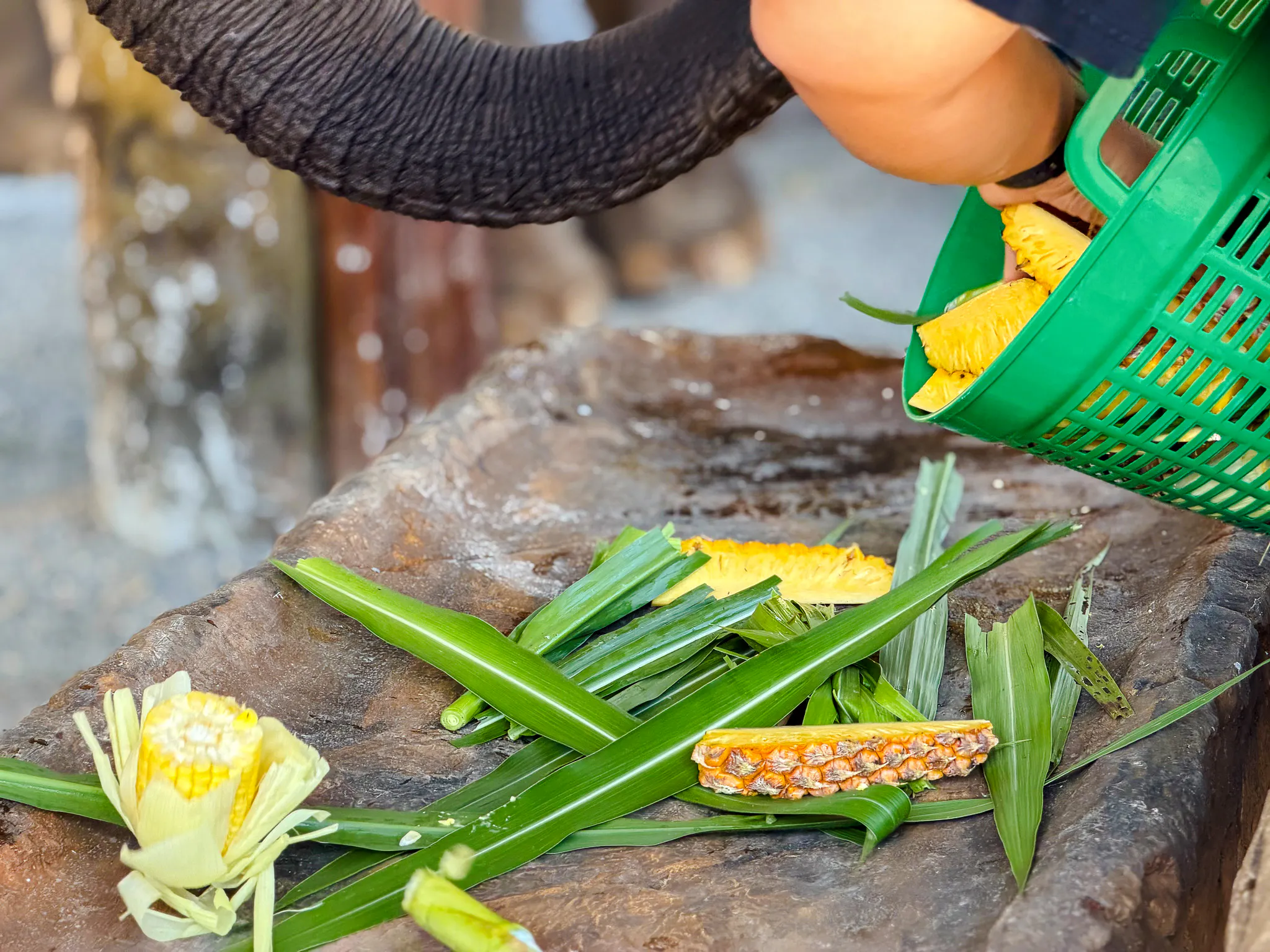Elephant feeding preparation with pineapple and leaves at Krabi Elephant Local Project.