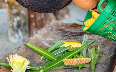 Elephant feeding preparation with pineapple and leaves at Krabi Elephant Local Project.