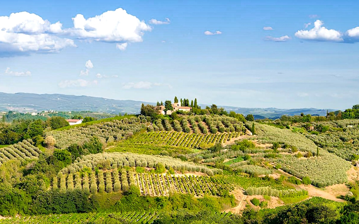 Vineyards and olive groves in Chianti region, Tuscany, Italy.