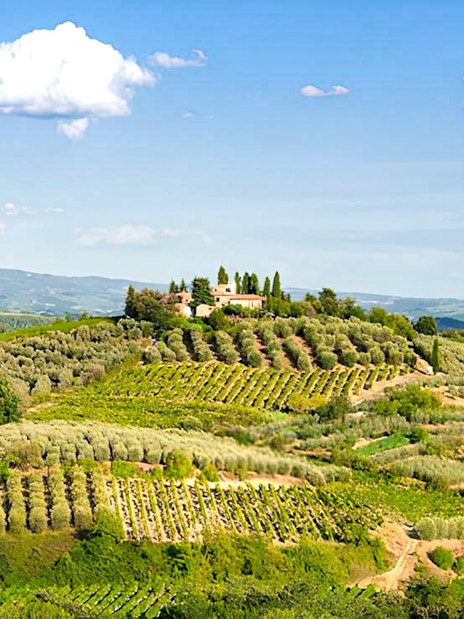 Vineyards and olive groves in Chianti region, Tuscany, Italy.